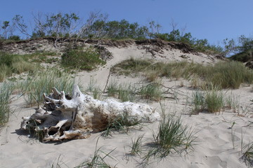 dry tree on the shore of the sea