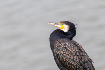 Einzelner schwarzer Kormoran im Portrait ruht sich von der Fischjagd auf einem Fahnenmast aus und wartet auf die nächste Gelegenheit zur Fischjagd im Fluss und zeigt schönes Gefieder gelbes Gesicht