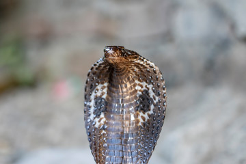 Portrait Indian cobra snake in Rishikesh, India, close up