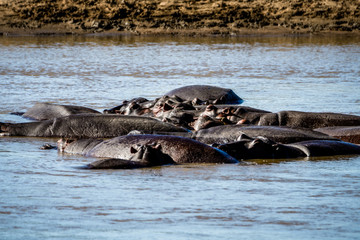 Leben im Luangwa River