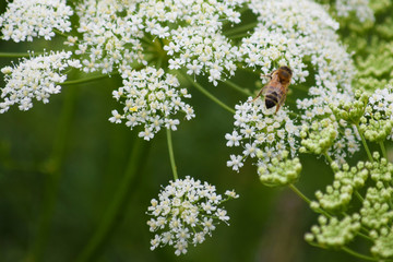 Insectos tales como abejas, avispas o escarabajo verde posados en una planta llamada perifollo verde.