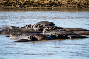 Leben im Luangwa River
