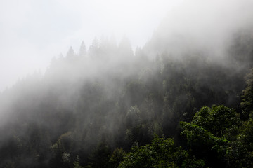 Foggy mysterious forest growing on hills