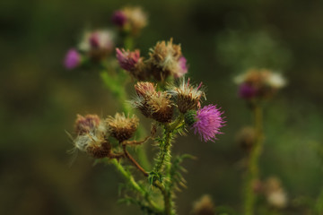 A Persian Silk Tree Flower blooming away in a soft blurry bokeh background on a beautiful evening. Nature wallpaper