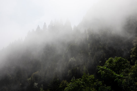 Foggy mysterious forest growing on hills © Marcel