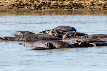 Leben im Luangwa River