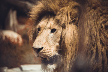 African lion captured in the zoo