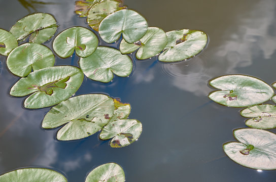 342 Best Lily Pad Top View Images Stock Photos Vectors Adobe Stock 342 Best Lily Pad Top View Images Stock Photos Vectors Adobe Stock