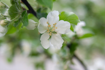 Fototapeta na wymiar Beautiful blooming apple trees in spring park close up