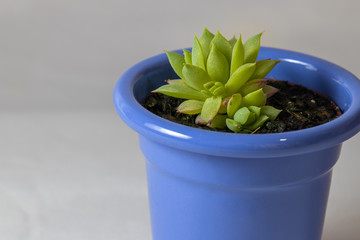 Succulent plant in bluish pot on white background