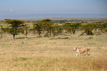 predator and prey, lioness watched by giraffes