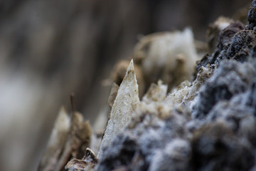 Salt crystal standing out 