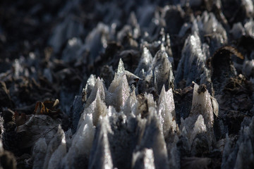 Salt crystals found around Bear Lake Sovata