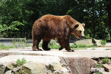 brown bear in the zoo