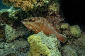 Fish swim in the Red Sea, colorful fish, Eilat Israel