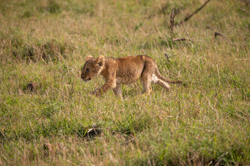 Lion cub on the prowl in the Masai Mara