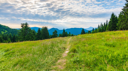 Tourist path in the forest, Mala Fatra national park, Slovakia. Green fresh trees, blue sky. Trail to Maly Rozsutec mountain