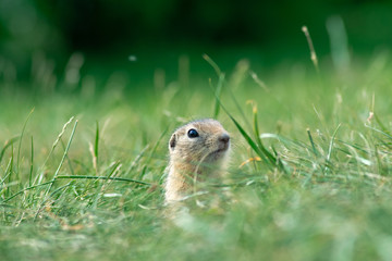 Naklejka na ściany i meble little baby gopher got out of the hole and look somewhere