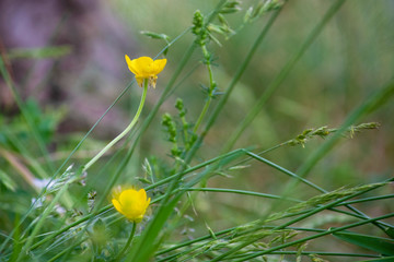 Distintas flores de cerca, coloridas y bonitas, con sus hojas y sus pétalos.