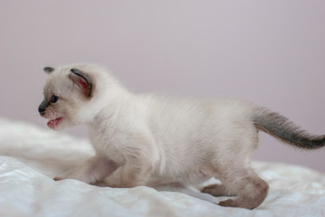 Side view of a beautiful Siamese kitten with open mouth. Place for text. Close-up. Selective focus. Blurred background.