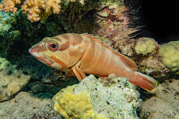 Fish swim in the Red Sea, colorful fish, Eilat Israel