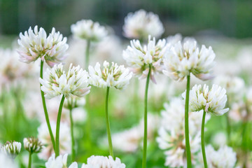 White clover aka Trifolium repens in grass on summer meadow. Shamrock flower