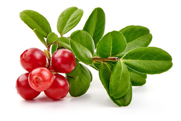 Lingonberry with leaves, isolated on white background