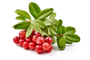 Fresh lingonberry with leaves, isolated on white background