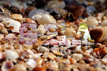 Conchas  com a palavra Mar em inglês