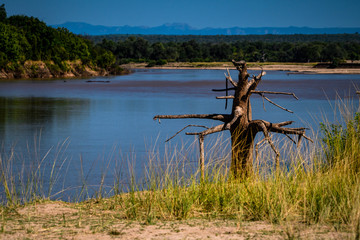 Leben im Luangwa River