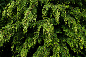 green plants, textures from the garden