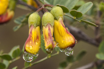 Colutea hispanica wild legume colutea with beautiful yellow flowers with red drawing