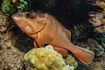 Fish swim in the Red Sea, colorful fish, Eilat Israel