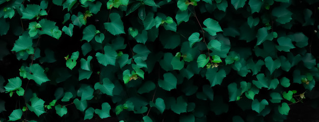 abstract green wall background