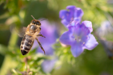Bee and flower