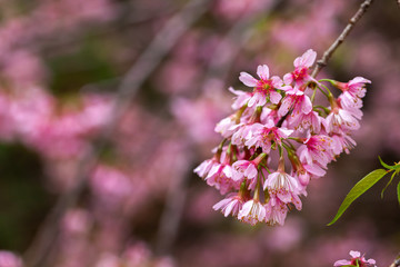 Cherry Blossom - Sakura flower - Japanese cherry, Prunus serrulata