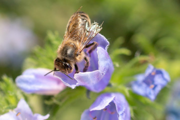 Bee and flower