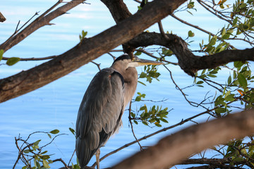 Grey Heron hiding in a tree in the morning sun