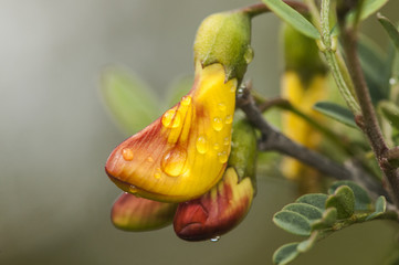 Colutea hispanica wild legume colutea with beautiful yellow flowers with red drawing