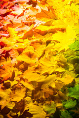 Gradient autumn leaves background. Outdoor. Colorful backround image of fallen autumn leaves
