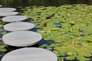 pond with water lilies