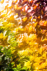 Red and orange autumn leaves background. Outdoor. Colorful backround image of fallen autumn leaves