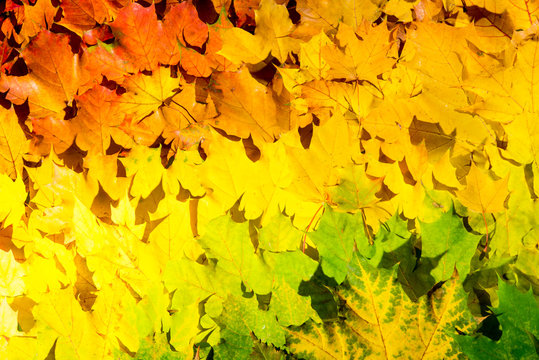 Red and orange autumn leaves background. Outdoor. Colorful backround image of fallen autumn leaves