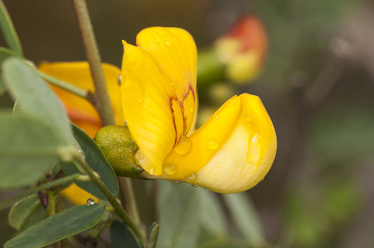 Colutea hispanica wild legume colutea with beautiful yellow flowers with red drawing
