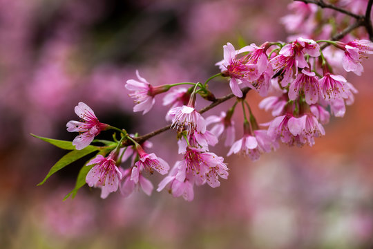 Cherry Blossom - Sakura flower - Japanese cherry, Prunus serrulata