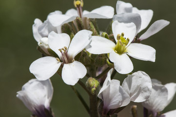 Beautiful white flower erucoid diplomacy belonging to the Cruciferae family