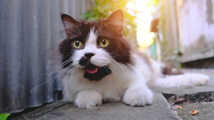 Cute black and white cat looking something. Animal portrait.