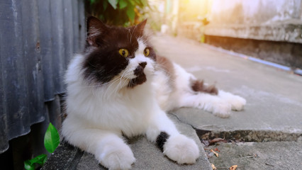 Cute black and white cat looking something. Animal portrait.