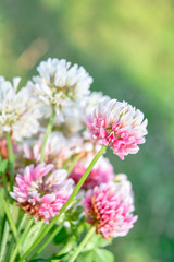 White clover aka Trifolium repens in grass on summer meadow. Shamrock flower