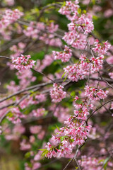 Fototapeta na wymiar Cherry Blossom - Sakura flower - Japanese cherry, Prunus serrulata
